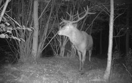 Het plaatshert (grootste, sterkste edelhert) voor de camera in natuurgebied de Mortelen aan het begin van de bronsttijd in de avond van 17 september EENMALIG GEBRUIK