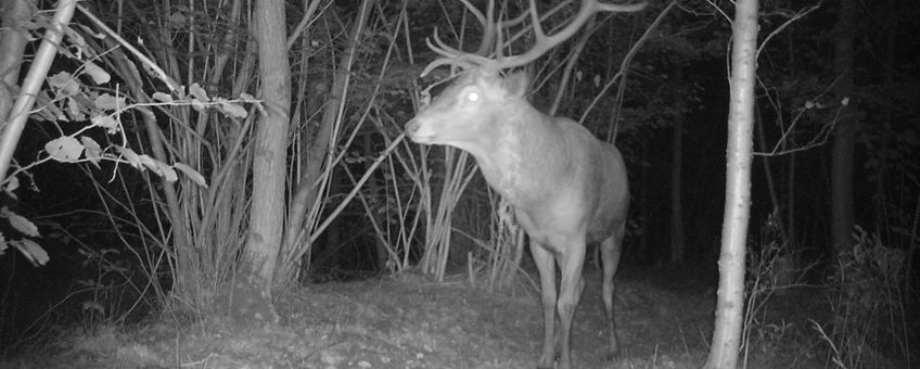 Het plaatshert (grootste, sterkste edelhert) voor de camera in natuurgebied de Mortelen aan het begin van de bronsttijd in de avond van 17 september EENMALIG GEBRUIK