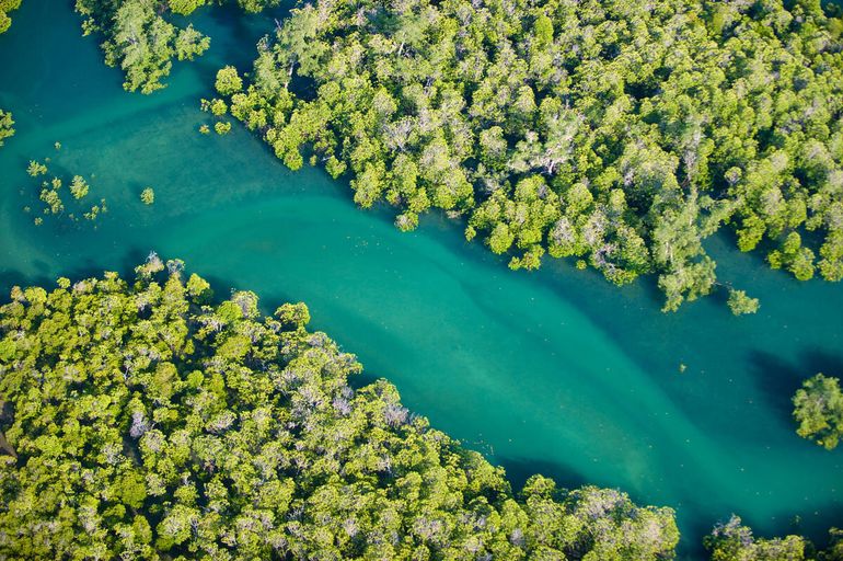 Mangrovebos in Morondova, Madagaskar