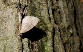 SoortenNL kleine wintervlinder - primair