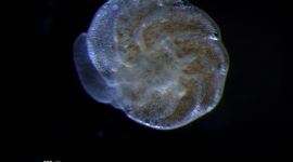 Foram baby of 07/10 at 21 degrees Celcius (Amphistegina lessonii)