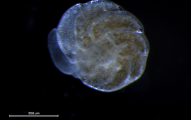 Foram baby of 07/10 at 21 degrees Celcius (Amphistegina lessonii)