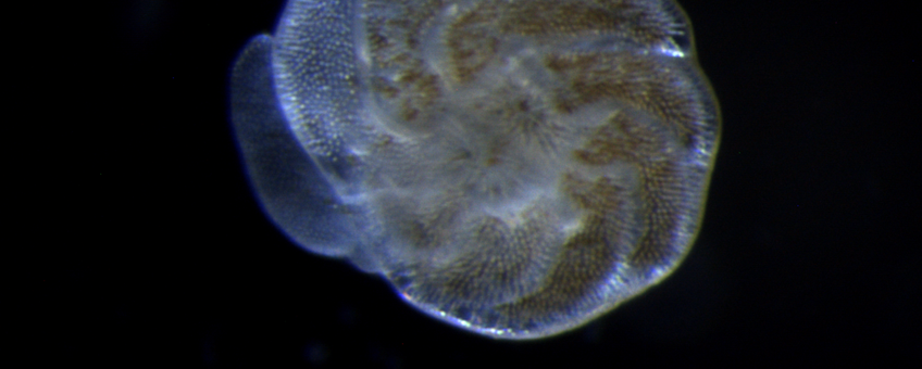 Foram baby of 07/10 at 21 degrees Celcius (Amphistegina lessonii)