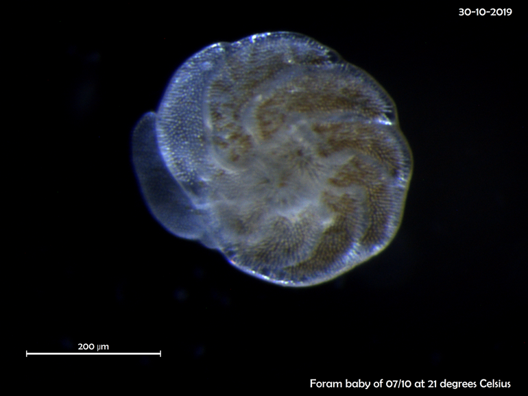 Foram baby of 7 October at 21 degrees Celcius (Amphistegina lessonii)
