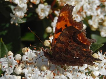 Gehakkelde aurelia op sneeuwbal (Viburnum)