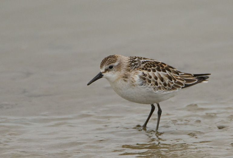 Kleine strandloper juveniel