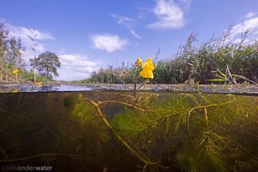 Leuk plantenfeitje: Groot blaasjeskruid is een vleesetende waterplant