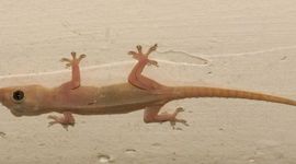 Hemidactylus frenatus. Tjitjak