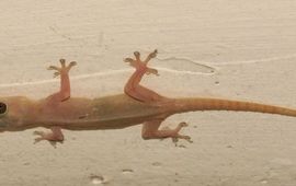 Gerard van Buurt Hemidactylus frenatus. Tjitjak