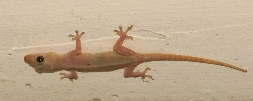 Hemidactylus frenatus. Tjitjak