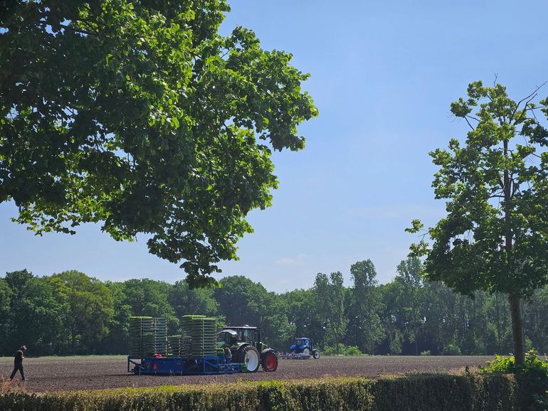 Timing en bodemomstandigheden zijn cruciaal voor een geslaagde teelt van valeriaan. Op naar een gezond en krachtig gewas