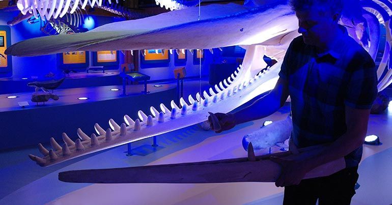 Ecomare-medewerker Pierre Bonnet vergelijkt de kaak en de tanden met die van de volwassen potvis uit de walviszaal van Ecomare