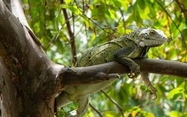green iguana (bijgesneden)