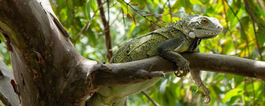green iguana (bijgesneden)