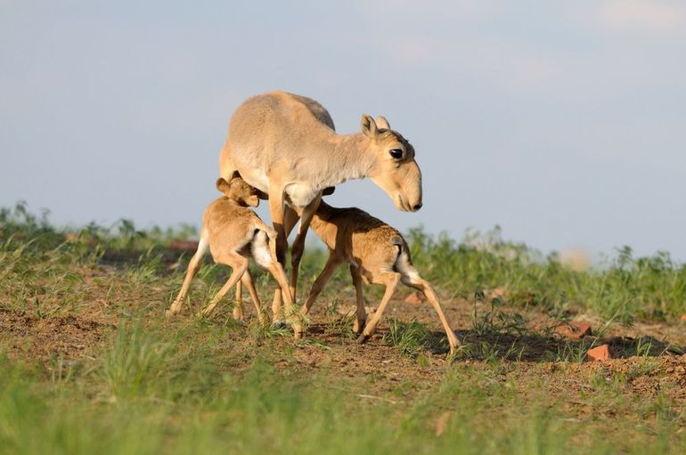 Saiga met jongen