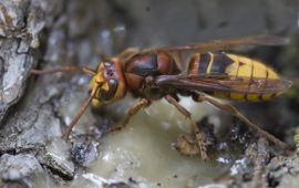 Vespa crabro, Hoornaar,