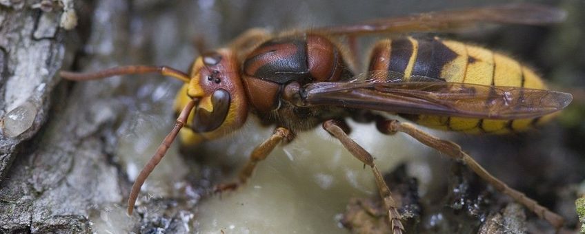 Vespa crabro, Hoornaar,