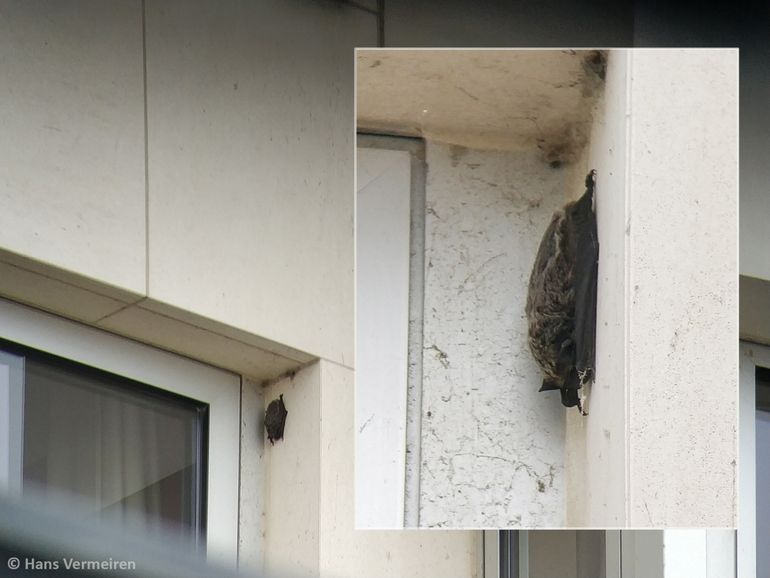 Tweekleurige vleermuis aan een gevel in Oostende (B)