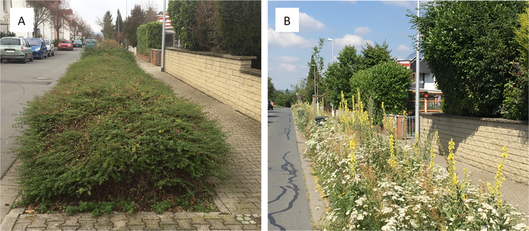 Voorbeeld uit het Duitse onderzoek van de oorspronkelijke struiken (A) en het nieuw ontwikkelde bloemrijk grasland (B)
