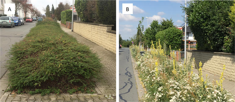 Voorbeeld uit het Duitse onderzoek van de oorspronkelijke struiken (A) en het nieuw ontwikkelde bloemrijk grasland (B)