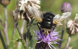 Tachina grossa - stekelsluipvlieg