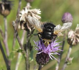 Tachina grossa - stekelsluipvlieg