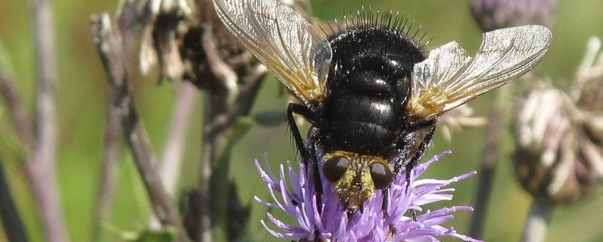 Tachina grossa - stekelsluipvlieg