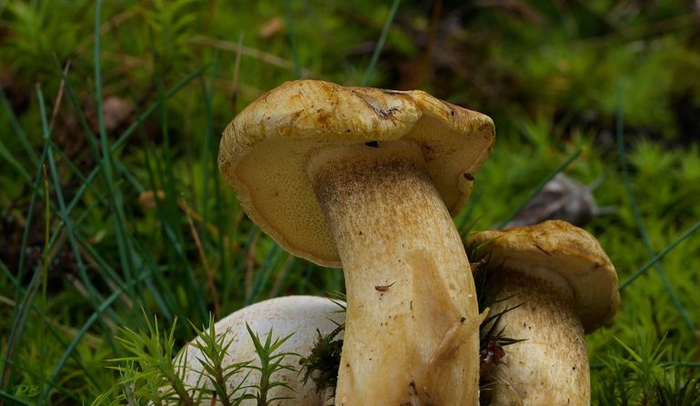 Kostgangerboleet, onderkant hoed met poriën