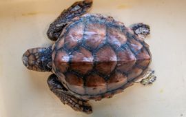 Jeroen Hoekendijk Dood aangespoelde dikkopschildpad gereed voor onderzoek (eenmalig exclusief WMR)