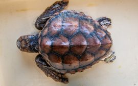 Dood aangespoelde dikkopschildpad gereed voor onderzoek (eenmalig exclusief WMR)