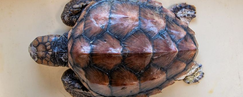 Dood aangespoelde dikkopschildpad gereed voor onderzoek (eenmalig exclusief WMR)