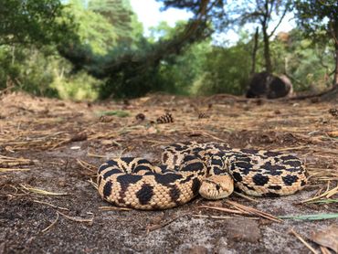 Een Pituophis die in 2018 in Vallei Meijendel is gevangen