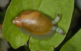 Succinea putris, Barnsteenslak, geinfecteerd met oogsteelslakkenworm