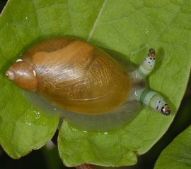 Succinea putris, Barnsteenslak, geinfecteerd met oogsteelslakkenworm
