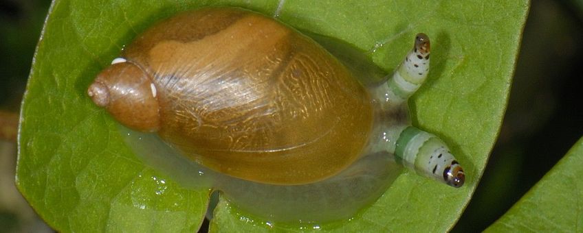 Succinea putris, Barnsteenslak, geinfecteerd met oogsteelslakkenworm