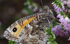 Chris van Swaay, De Vlinderstichting Heivlinder