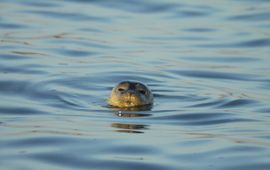 Zeehond in Biesbosch