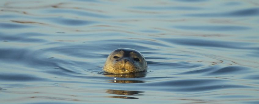 Zeehond in Biesbosch