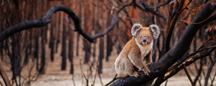 Koala