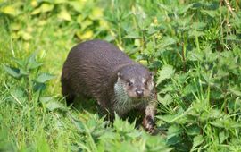 Otters vinden het vaak spannend om onder bruggen of door duikers heen te zwemmen. In een gebied dat ze (nog) niet goed kennen, vervolgen ze hun route vaak via de oever en over de weg. Met alle gevaren van dien.