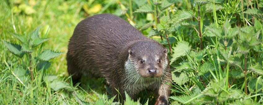 Otters vinden het vaak spannend om onder bruggen of door duikers heen te zwemmen. In een gebied dat ze (nog) niet goed kennen, vervolgen ze hun route vaak via de oever en over de weg. Met alle gevaren van dien.