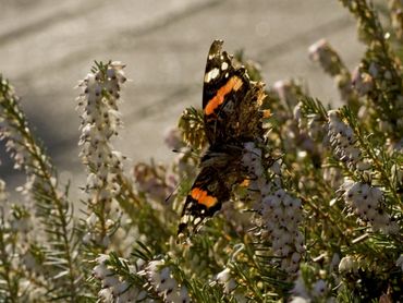 Deze atalanta vond midden in de winter bloeiende winterheide