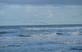 Vogeltrek boven de Noordzee