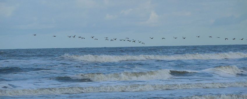 Vogeltrek boven de Noordzee