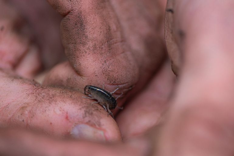 Bijzonder: een glimmende brakwaterspringer