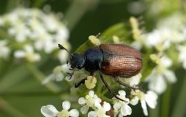 Phyllopertha horticola, rozenkever  on Aegopodium podagraria