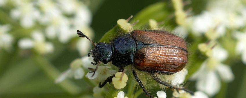 Phyllopertha horticola, rozenkever on Aegopodium podagraria