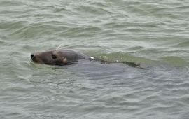 Zeehond in Grevelingenmeer