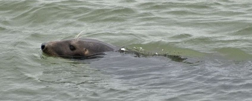 Zeehond in Grevelingenmeer