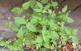Kaal knopkruid Galinsoga parviflora